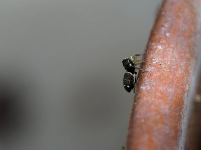 Heliophanus Cupreus (f)