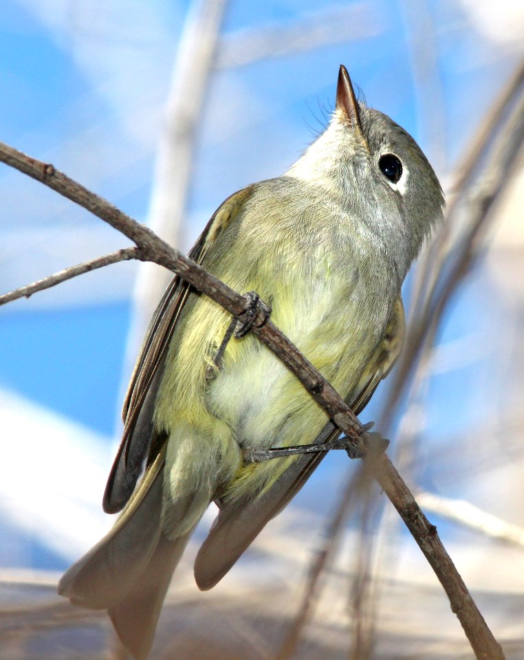580 - HAMMOND'S FLYCATCHER (10-21-13) patagonia lake east end, scc, az -01