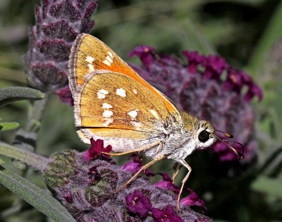 SKIPPER, PAHASKA (Hesperia pahaska) (4-13-13) 78 circulo montana, patagonia lake ranch estates, scc, az -07