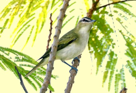 630 - RED-EYED VIREO (4-26-2019) convention center, south padre island, cameron co, tx -01 photo