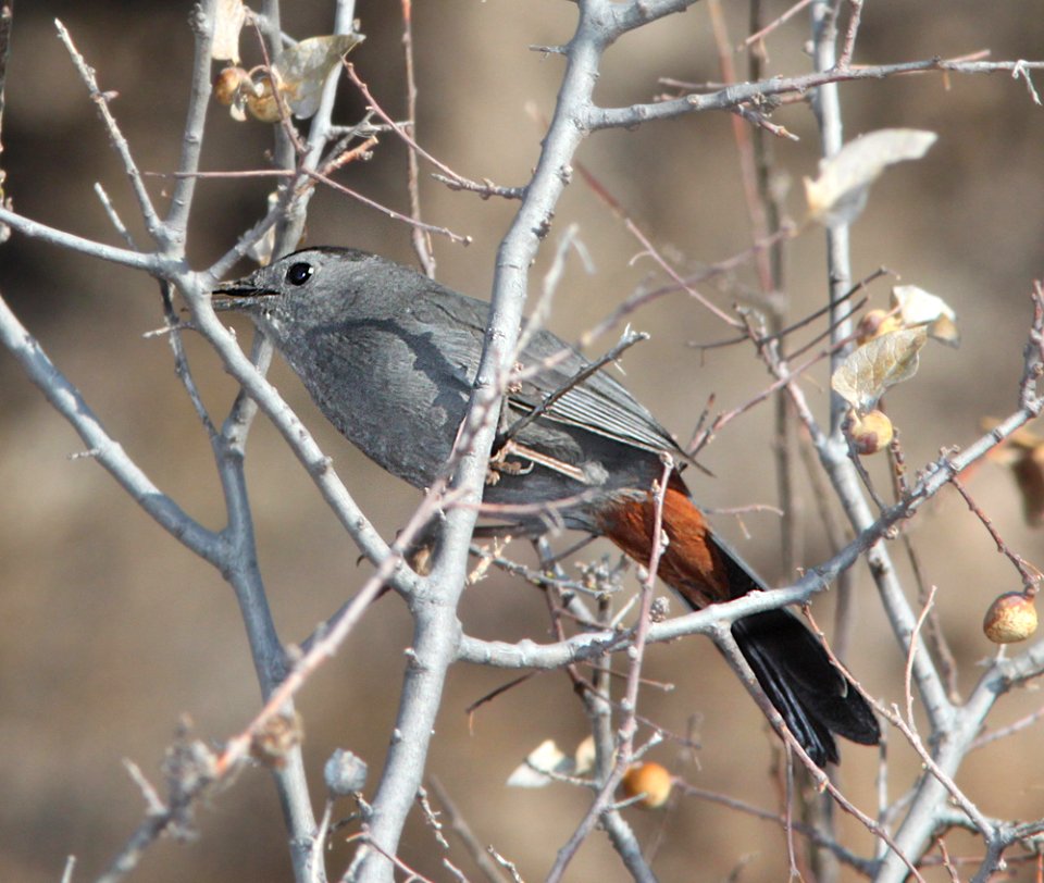 CATBIRD, GRAY (3-18-11) sonoita creek state natural area, scc az -01b