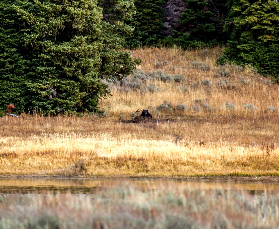 Grizzly bear on elk carcass