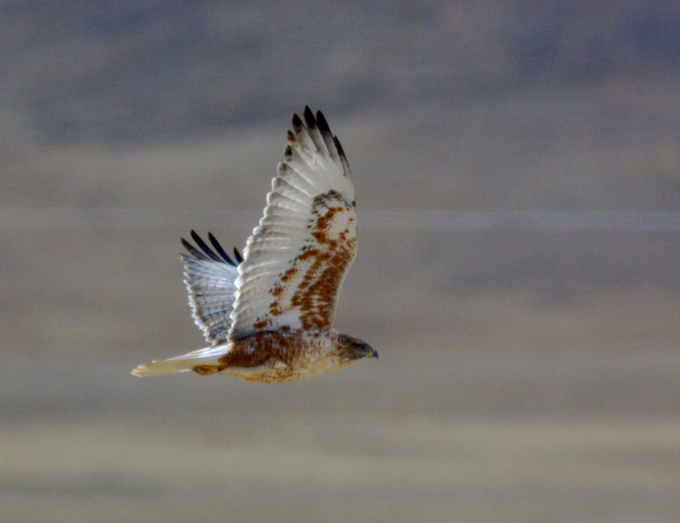 HAWK, FERRUGINOUS (11-9-08) adult, carrizo plain, slo co, ca