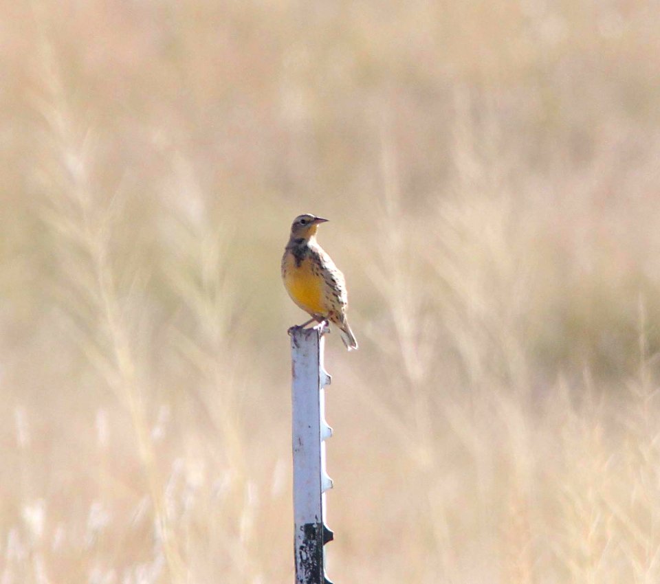 MEADOWLARK, WESTERN (10-10-10) san rafael grasslands, scc, az -01