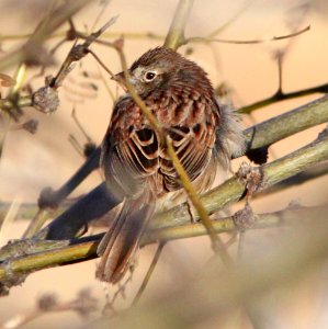 SPARROW, BOTTERI'S (2-5-13) circulo montana, patagonia lake ranch estates, scc, az -SURVEY LOCATION 04 a