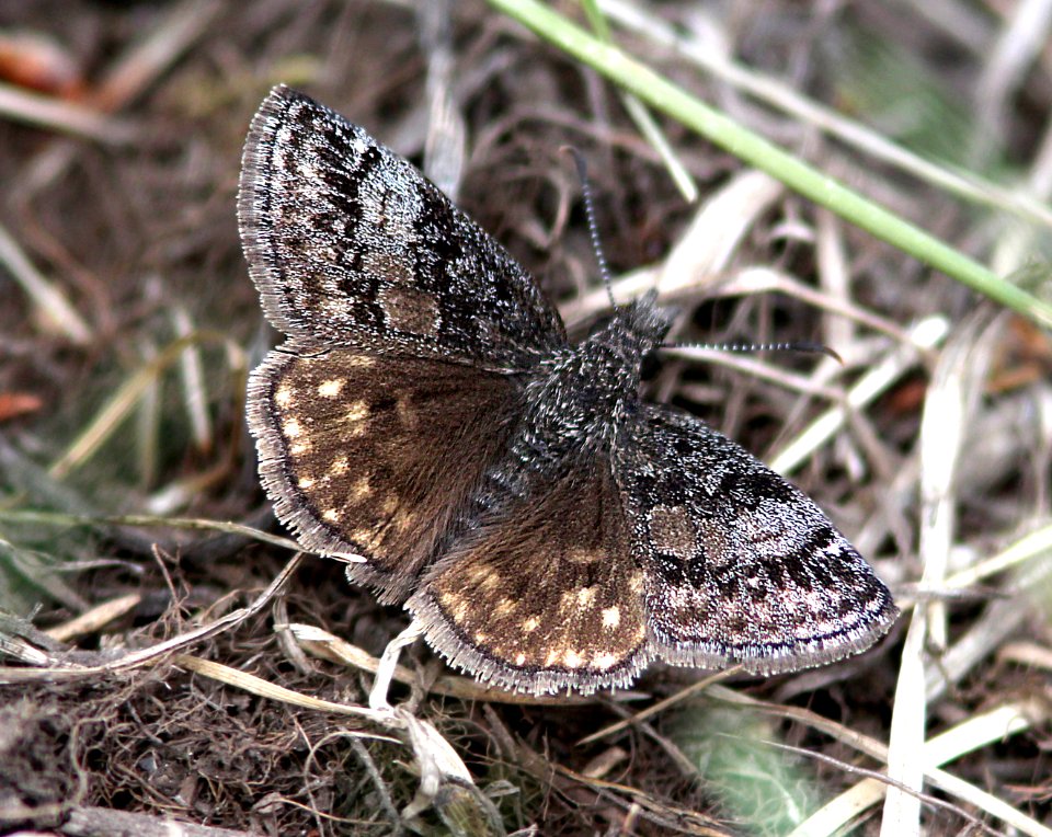 DUSKYWING, DREAMY (Erynnis icelus) (6-14-13) 8800ft, hannigan ck, 2 m north of hannigan lodge, greenlee co, az  (1)