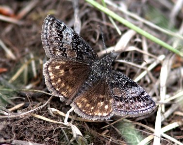 DUSKYWING, DREAMY (Erynnis icelus) (6-14-13) 8800ft, hannigan ck, 2 m north of hannigan lodge, greenlee co, az  (1)
