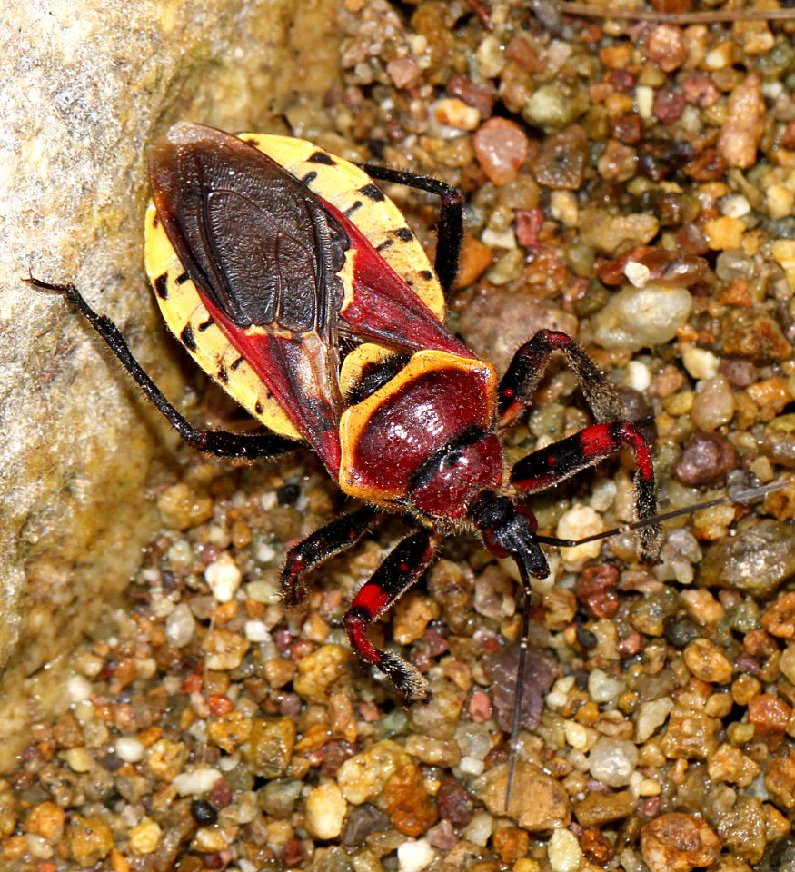 YELLOW-BELLIED BEE ASSASIN (Apiomerus flaviventris) (9-27-12) ca gulch, pajarito mts, scc, az -01