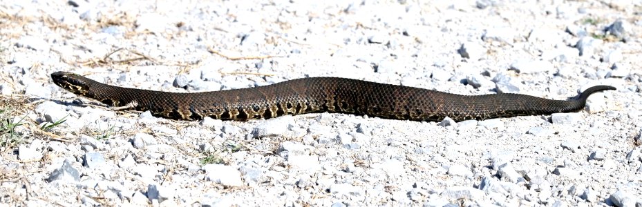 WESTERN COTTONMOUTH (Agkistrodon piscivorus leucostoma) (11-2-2016) lacassine n w r, cameron parrish, la (2)