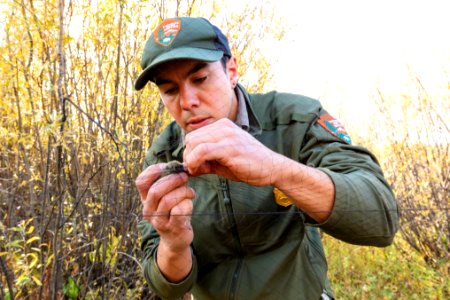 Yellowstone Bird Program (11): Biological Science Technician Keegan Burke removes a ruby-crowned kinglet from the net