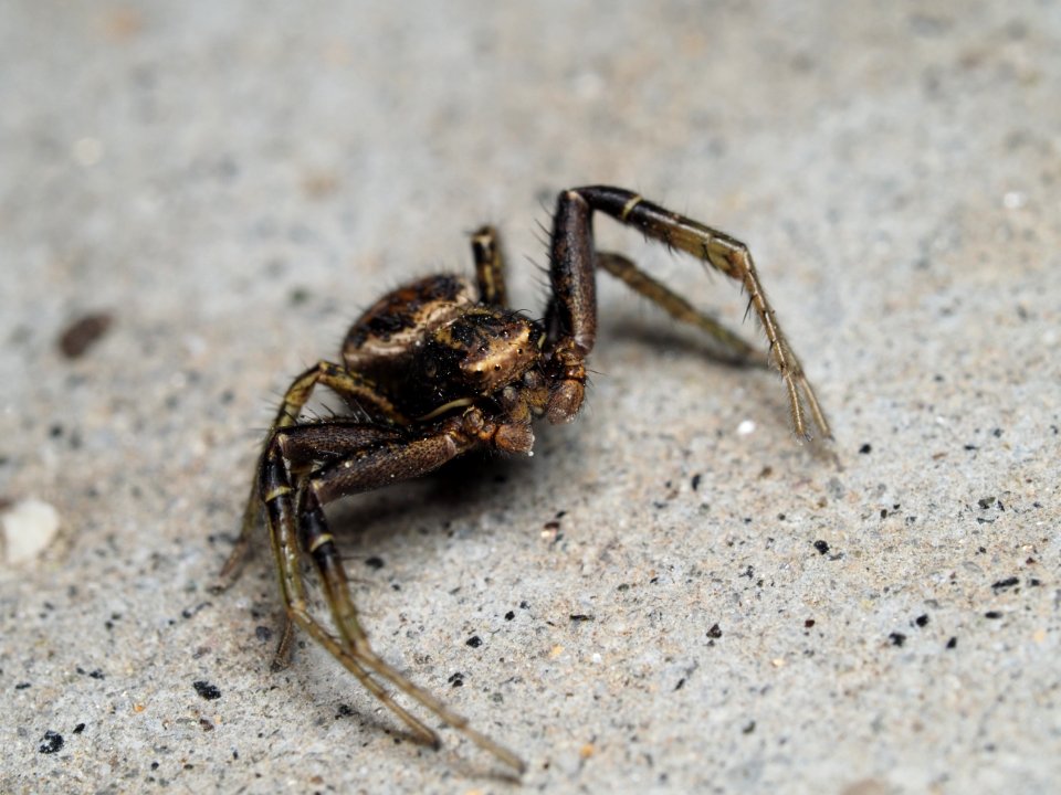 Xysticus lanio (m)?