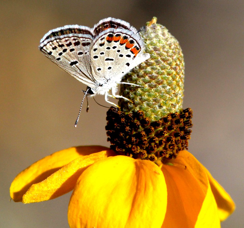 BLUE, ACMON (Plebejus acmon)(6-15-13) 7200 ft, h l saddle, s end of white mts, greenlee co, az (10)