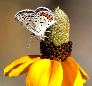 BLUE, ACMON (Plebejus acmon)(6-15-13) 7200 ft, h l saddle, s end of white mts, greenlee co, az (10)