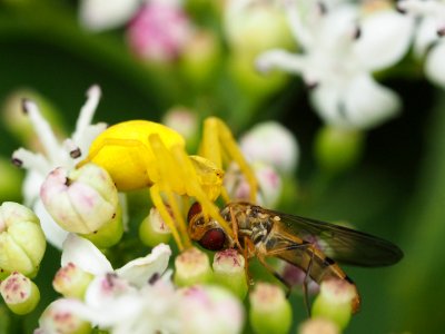 Misumenia vatia photo