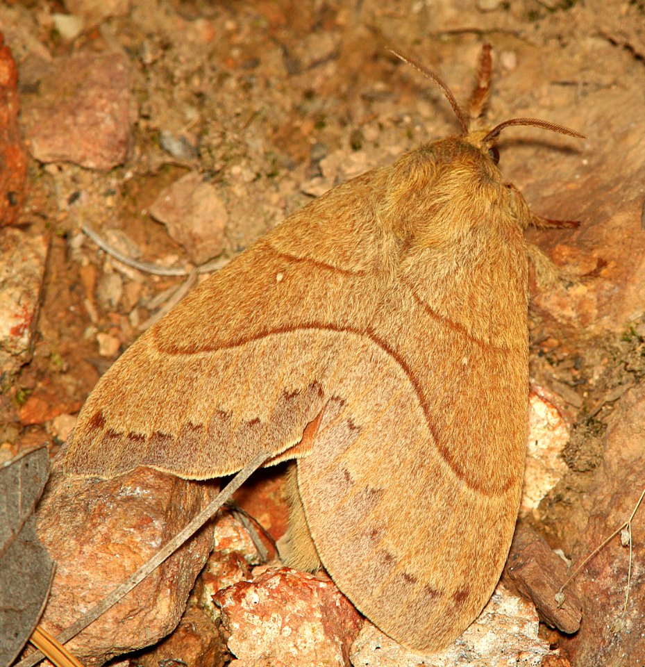MOTH (Quadrina diazoma) (8-3-12) upper humboldt cyn, patagonia mts, scc, az -01