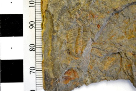 YELL 16715 Ptychopariid trilobite