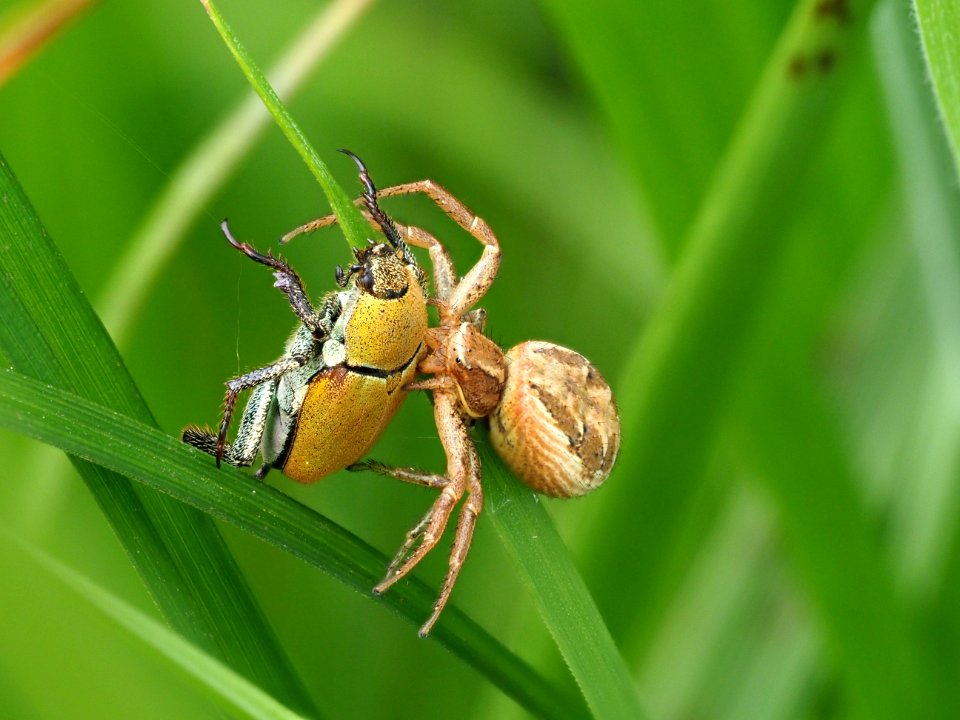 Braune Krabbenspinne