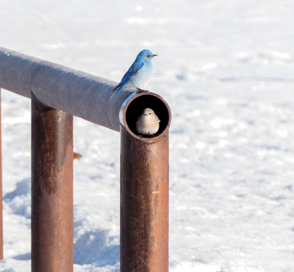 Male and female mountain bluebirds