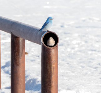 Male and female mountain bluebirds