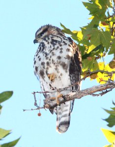 HAWK, GRAY (10-9-10) imm, kino springs, scc, az -02