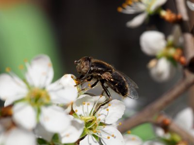 Schwarze Augenfleck-Schwebefliege