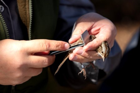 Yellowstone Bird Program (16): Wildlife Biologist Lauren Walker measures the wing of a Lincoln's sparrow