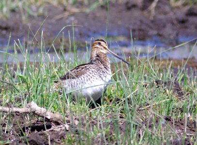 SNIPE, WILSON'S (4-20-09)