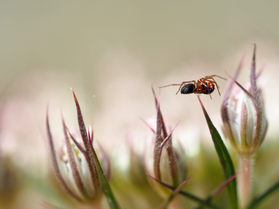 Zwergspinnen / Erignonae?