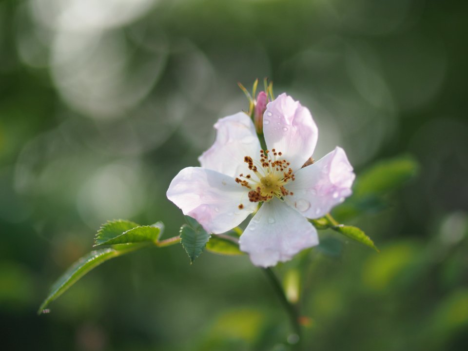 OM Zuiko 55mm F1.2