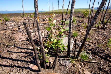 Aspen seedling in the 2016 Maple Fire scar