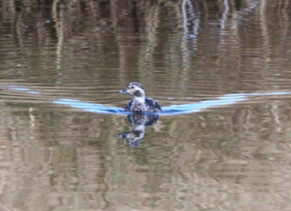 DUCK, LONG-TAILED (11-4-11) pena blanca lake, scc, az -13