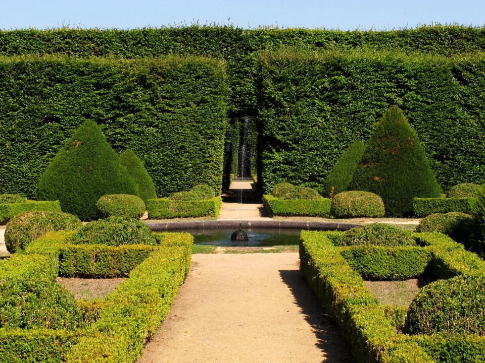 Boxwood beech hedges