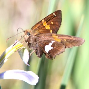 SKIPPER, SILVER-SPOTTED(6-14-13) 8500 ft, alpine divide c g, 4 m south of alpine, apache co, az -02