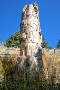 Petrified tree near Tower