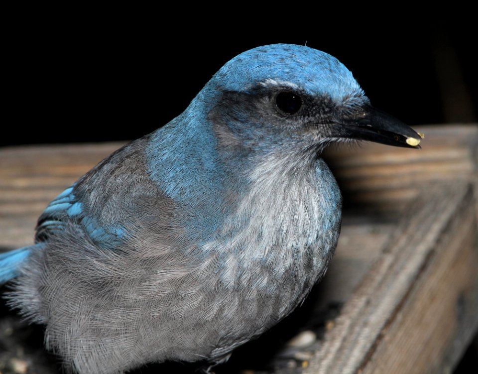642 - WOODHOUSE'S SCRUB-JAY (12-3-2014) farmington, san juan co, nm -10