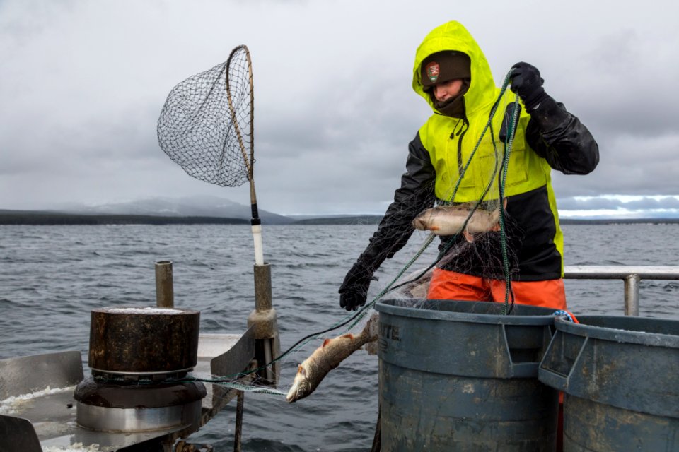 Fish crew member pulling nets on Yellowstone Lake