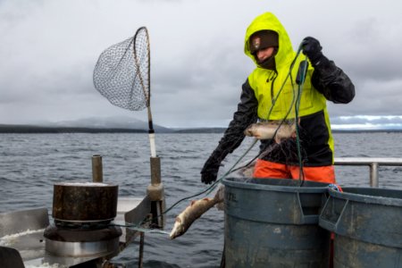 Fish crew member pulling nets on Yellowstone Lake photo