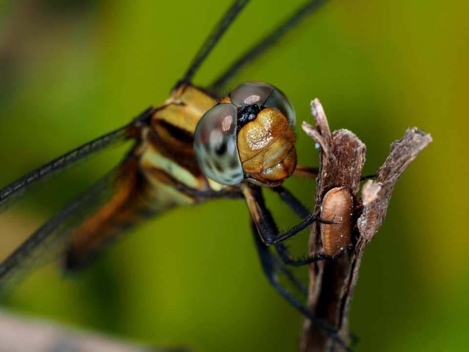 Dragonfly