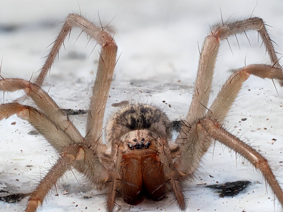 Hauswinkelspinne (f)