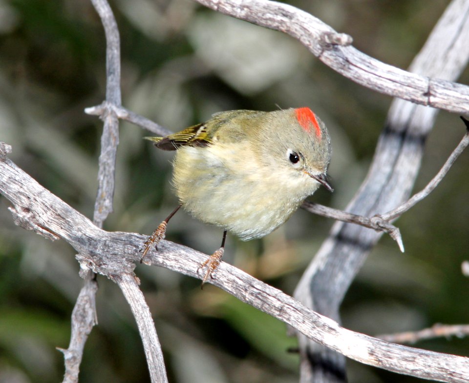 KINGLET, RUBY-CROWNED (11-29-10) humboldt canyon, patagonia hills, scc, az -01