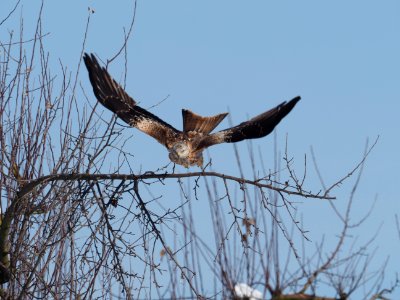 Another take off - Rotmilan photo