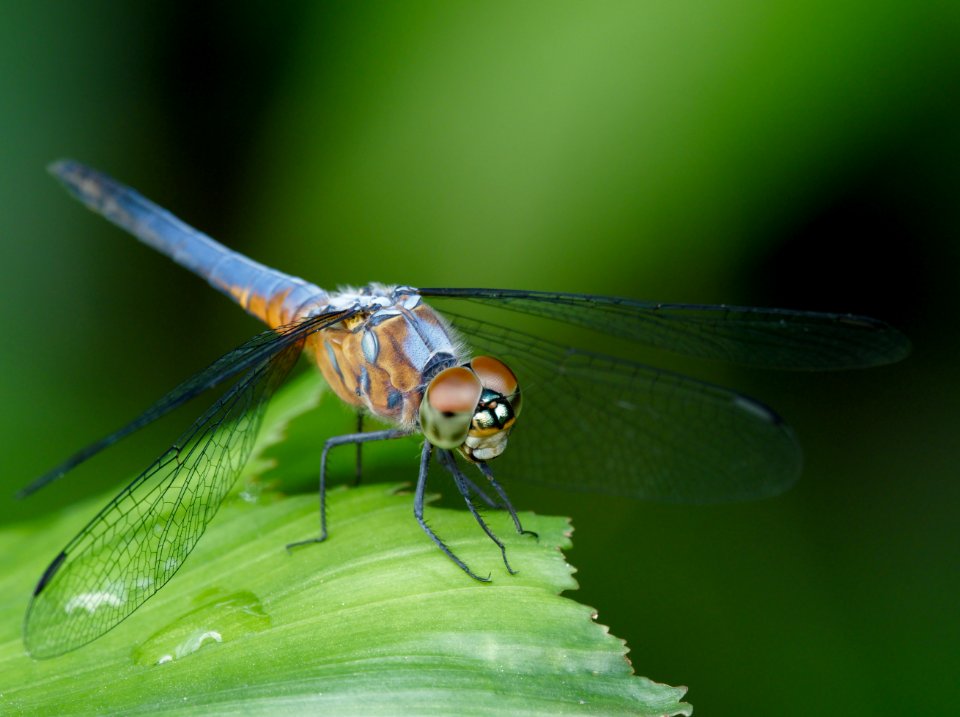Dragonfly