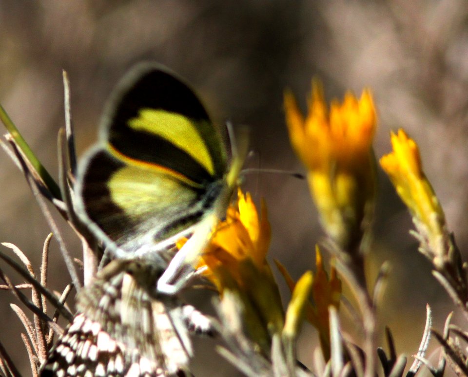 YELLOW, BARRED (Eurema daira) (11-5-12) harshaw road rabbitbrush, patagonia mts, scc, az -08