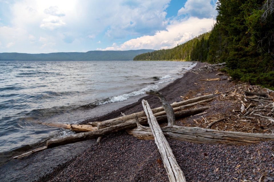 Driftwood along the shore of Shoshone Lake