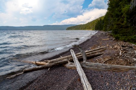 Driftwood along the shore of Shoshone Lake photo