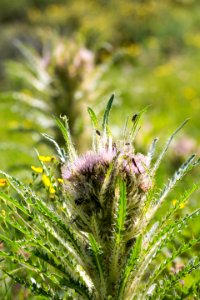 Everts thistle (Cirsium scariosum), Mammoth Hot Springs