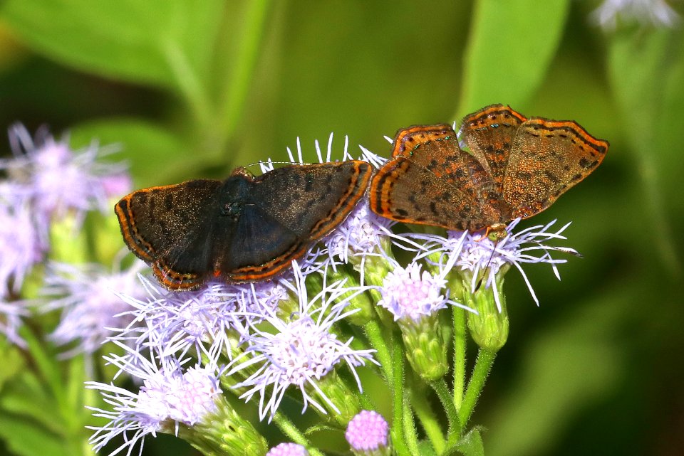 METALMARK, RED-BORDERED (Caria ino) (10-25-2020) laguna atascosa n w r, cameron co, tx -04