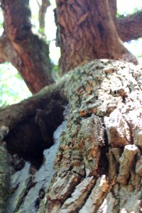 Angel Oak at Charleston