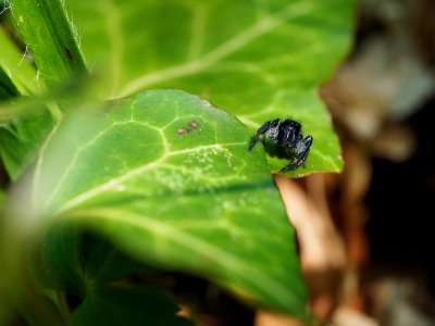 Carrhotus xanthogramma (m)