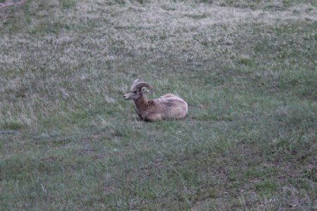 Bighorn Sheep Chilling